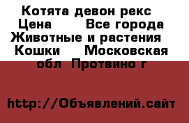 Котята девон рекс › Цена ­ 1 - Все города Животные и растения » Кошки   . Московская обл.,Протвино г.